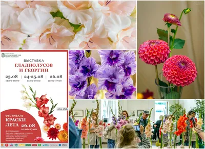 Гладиолус Маркиза / Markize / Маркизе - селекционер Закис mirgladiolus.ru ©  Лазаревич Тамара МИР ГЛАДИОЛУСОВ