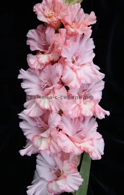 Посадка и уход за гладиолусами | Gladiolus, Gladiolus flower, Bulbous plants