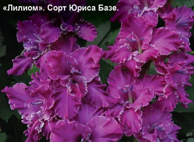 Топ 10 ОТ - лилий. Все лучшие сорта - «Блог Флориум.юа» 2024