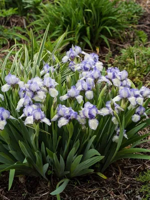 В Никитском ботаническом саду цветут ирисы – Независимое телевидение  Севастополя - Независимое телевидение Севастополя