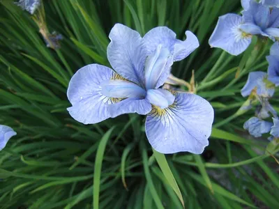 Ирис бородатый (Iris barbata) - «❤Изумительно красивые и благородные цветы,  которые украсят любой сад своим великолепием!❤» | отзывы