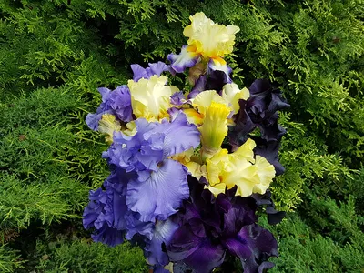 Новые сорта лилейников, хост, ирисов бородатых, астр и других многолетних  цветов на весну-2024 | Интернет-магазин садовых растений