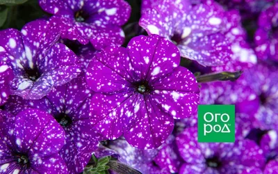 Лучшие сорта и гибриды петунии с разноцветными цветками | В цветнике  (Огород.ru)