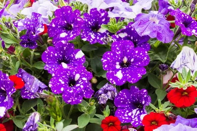 10 необычных сортов петунии для вашего цветника | В цветнике (Огород.ru)