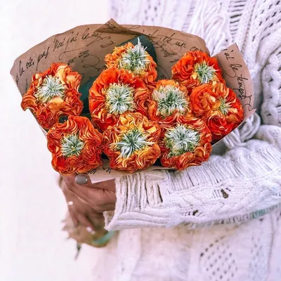 10 необычных сортов петунии для вашего цветника | В цветнике (Огород.ru)
