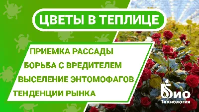 2 способа размножения ампельной петунии и советы по уходу, которые помогут  цветоводам | AgroMarket интернет магазин семян