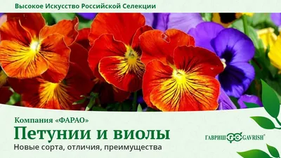 Вазонные» цветы: подходящие сорта для высадки в бетонные емкости - Vazon.ru