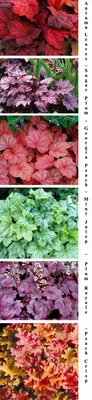 Лучшие сорта хризантем Мультифлора: описание и фото | Интернет-магазин  садовых растений