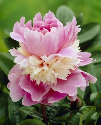 Интересные и необычные сорта пионов | Bare root peonies, Peonies, Peony root