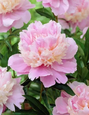 Интересные и необычные сорта пионов | Planting peonies, Flower garden  plans, Beautiful pink flowers