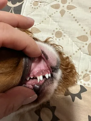 Заболевания полости рта у собак