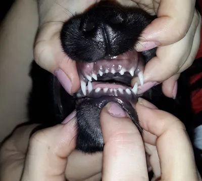Зубы у собаки — особенности строения и ухода 🦷🐶 | PRO PLAN | Дзен