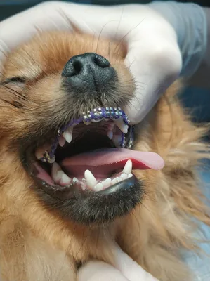 Чистка зубов собаке в Истре: 86 исполнителей с отзывами и ценами на Яндекс  Услугах.