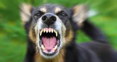 Смена зубов у щенков