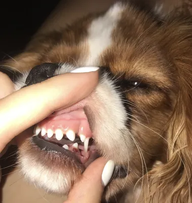 Ножницеобразный прикус у собак (34 фото)