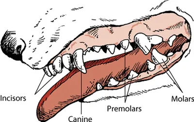 Смена зубов у щенка: когда у щенков меняются молочные зубы? | PEDIGREE®