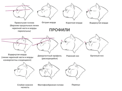 Илья А. - Услуги для животных, Другое, Тольятти на Яндекс Услуги