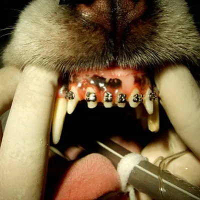Ветеринарная ортодонтия - исправление прикуса у собак и кошек в Москве,  цена в ветклинике