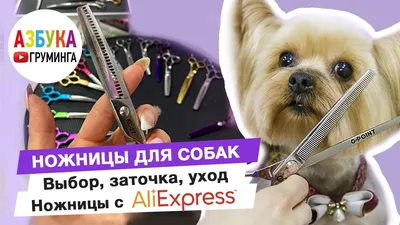 Купить Ножницы для собак в интернет каталоге с доставкой | Boxberry