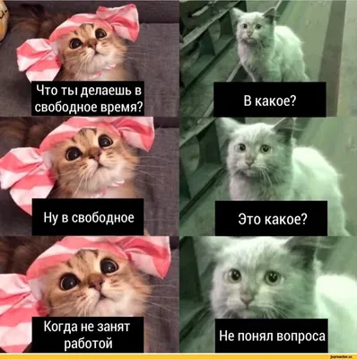 Самые смешные картинки мемы и фото