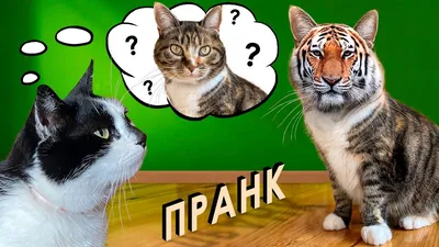 Стэнтон Э. Ужасный мистер Бяк! Уморительно смешные книги | Lookomorie