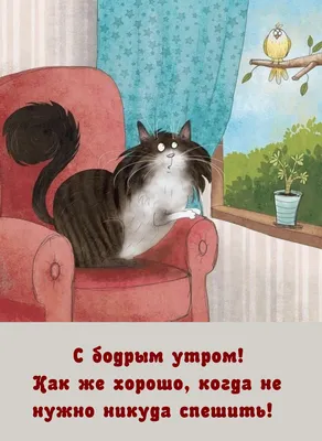 15 ну очень смешных фотографий кошек, которые доведут до слёз кого угодно