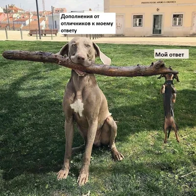Прикольные картинки \"С Добрым Утром!\" (254 шт.)