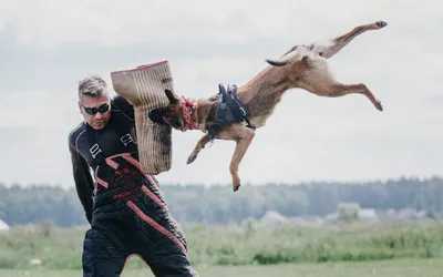 Умный спрей защита от погрызов и царапания для собак в Санкт-Петербурге