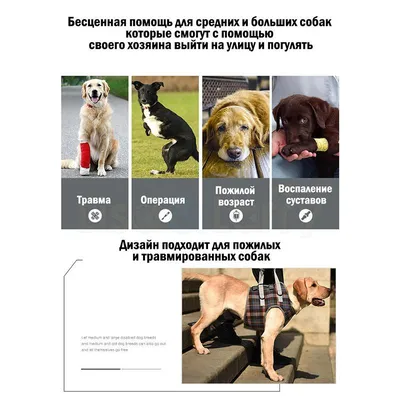 Купить Ошейник для собак ELANCO Форесто от 8кг от клещей, блох и вшей,  защита 8 месяцев 70см в Бетховен