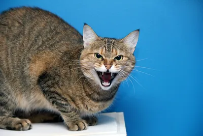 Обиженная кошка - фото с эмоциями