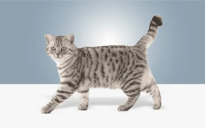 Обиженная кошка - фото в разных размерах