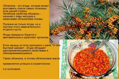 Картины с облепихой: фотографии высокого качества