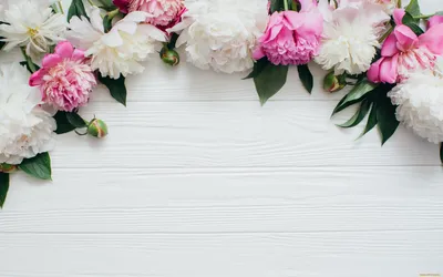 Обои Цветы Пионы, обои для рабочего стола, фотографии цветы, пионы,  peonies, белые, white, flowers, розовые, бутоны, pink, wood Обои для рабочего  стола, скачать обои картинки заставки на рабочий стол.