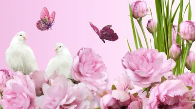 Картинки по запросу обои на рабочий стол пионы | Peony wallpaper, Peonies,  Peonies background