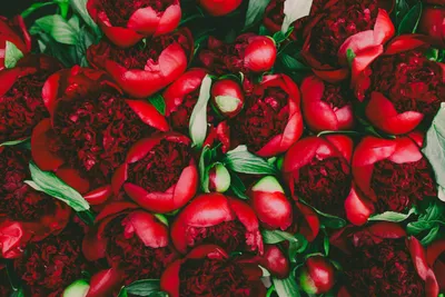 Обои цветы, white, белые, flowers, beautiful, пионы, peonies | Лето фоны,  Цветочные фоны, Обои