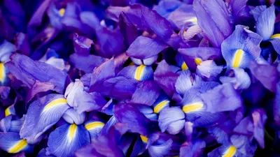 Обои Ирис, 5k, 4k, макро, цветы, фиолетовый, Iris, 5k, 4k wallpaper, macro,  flowers, purple, ОС #5347 - Страница 135
