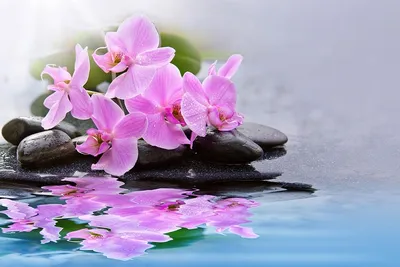 Фотообои Орхидея в росе на камнях купить на стену • Эко Обои