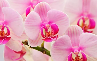 Орхидея обои для рабочего стола, картинки и фото