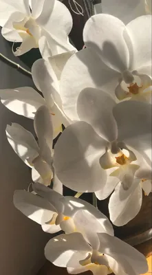 Обои на телефон | Flower screensaver, Flower aesthetic, Orchid wallpaper