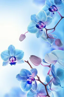 Похожее изображение | Blue flower wallpaper, Ipad wallpaper watercolor,  Orchid wallpaper