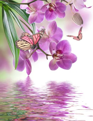 Фотообои Dekor Vinil орхидея,бабочки,обои цветы,розовый,вода,обои в  спальню,гостиную,картина,постер,флизелиновые,роспись | AliExpress