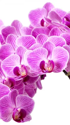 28+ Орхидеи обои на телефон от vladimir64