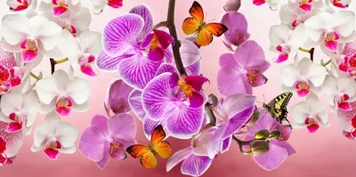 Обои с орхидеями - 65 фото