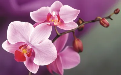 Обои Цветы Орхидеи, обои для рабочего стола, фотографии цветы, орхидеи,  фаленопсис, орхидея Обои для рабочего стола, скачать обои картинки заставки  на рабочий стол.