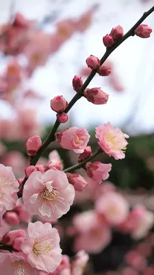 сакура вишневый куст обои, весенние лепестки сакуры, Hd фотография фото,  цветок фон картинки и Фото для бесплатной загрузки