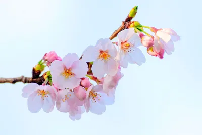 Скачать обои Весенние цветы (Поле, Цветы, Весна) для рабочего стола  1500х1000 (25:16) бесплатно, Фото Весенние цветы Поле, Цветы, Весна на  рабочий стол. | WPAPERS.RU (Wallpapers).