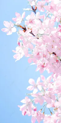 Симпатичные обои вишни обои голубое небо Обои Изображение для бесплатной  загрузки - Pngtree