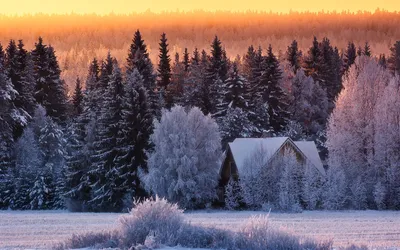 Обои зимний лес зима фото природа фотографии