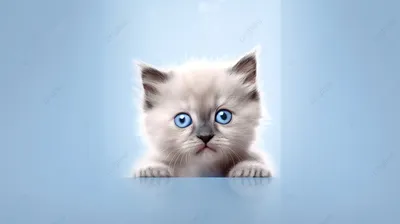 Образ кошки: выберите размер для скачивания в jpg