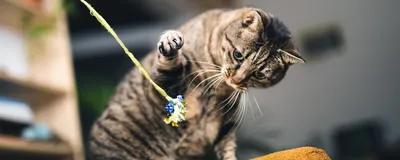 Очаровательные образы кошек: скачивайте в webp